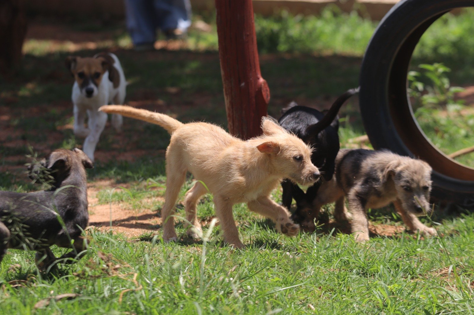 encerradas-inscricoes-para-mutirao-de-castracao-gratuita-de-animais-de-estimacao-em-hortolandia