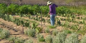 rendimento-de-trabalhador-rural-sobe-5,5%-no-1o-trimestre