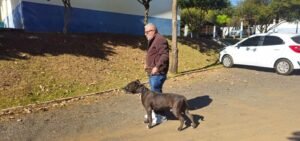 saiba-como-passear-com-caes-grandes-em-vias-publicas,-com-seguranca